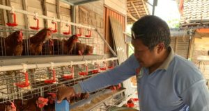Peternak Pertanyakan Kenaikan Harga Pakan dan Kebijakan Impor Satu Pintu Bahan Baku