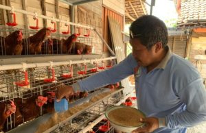 Peternak Pertanyakan Kenaikan Harga Pakan dan Kebijakan Impor Satu Pintu Bahan Baku