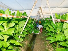 PTPN I (Persero) Jaga Praja dan Ekonomi Petani Pemilik Lahan di Jember