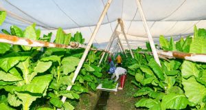 PTPN I (Persero) Jaga Praja dan Ekonomi Petani Pemilik Lahan di Jember