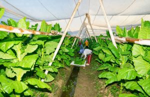 PTPN I (Persero) Jaga Praja dan Ekonomi Petani Pemilik Lahan di Jember