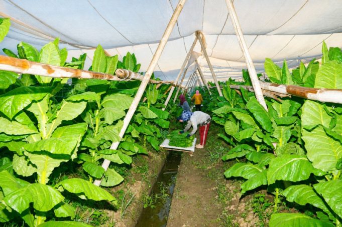 PTPN I (Persero) Jaga Praja dan Ekonomi Petani Pemilik Lahan di Jember