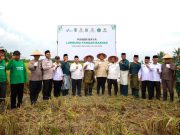 BAZNAS Bersama Petani Binaan di Batu Bara Sukses Panen Raya 150 Ton Padi