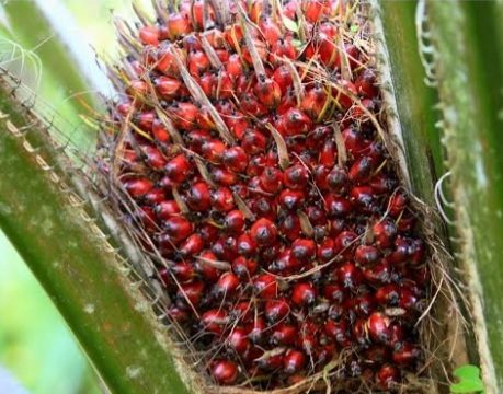 Apakah Sawit Otomatis Jadi Objek Pajak Air? Pakar: Undang-Undang Memajaki Perbuatan