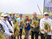Di Tengah El Nino, Kolaborasi PGN-BRIN-Pemkab Batang Berhasil Panen 166,5 Ton Padi Biosalin