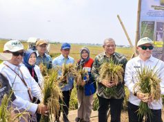 Di Tengah El Nino, Kolaborasi PGN-BRIN-Pemkab Batang Berhasil Panen 166,5 Ton Padi Biosalin