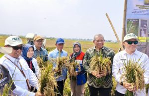 Di Tengah El Nino, Kolaborasi PGN-BRIN-Pemkab Batang Berhasil Panen 166,5 Ton Padi Biosalin