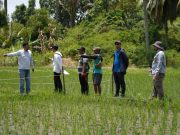 Menanam Harapan dan Menuai Masa Depan Lewat Bertani Berkelanjutan