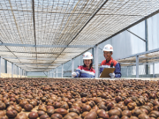 Secangkir Kopi Dari Perut Bumi, Ada Asa dan Mimpi Besar Petani Kopi Kamojang Naik Kelas