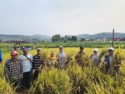 Panen Padi PM-AAS di Sukabumi Tembus 10,72 Ton per Hektare, Kementan Siapkan Perluasan 10 Hektare