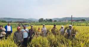 Panen Padi PM-AAS di Sukabumi Tembus 10,72 Ton per Hektare, Kementan Siapkan Perluasan 10 Hektare