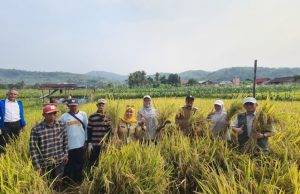 Panen Padi PM-AAS di Sukabumi Tembus 10,72 Ton per Hektare, Kementan Siapkan Perluasan 10 Hektare
