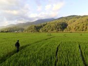 Pemulihan Sawah Pascabencana di Gayo Lues, Petani Bersiap Panen