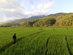 Pemulihan Sawah Pascabencana di Gayo Lues, Petani Bersiap Panen
